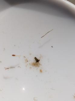 Unidentified tiny caddis 3-4 mm long..very messy case with algae, tiny sticks and ? sand