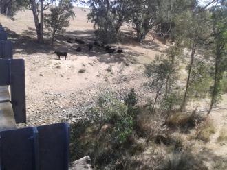 Across stream looking at proximity of cattle