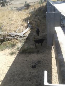 Cattle under bridge