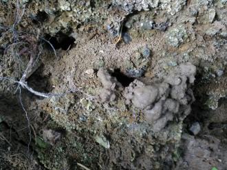 Active burrow of Burrowing crayfish, east bank under bridge