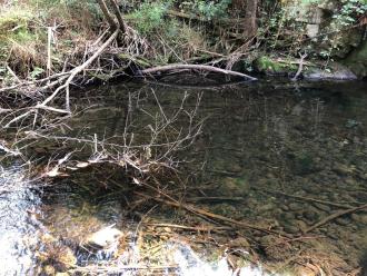 clear water on the bend at the big tree