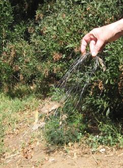 Metres of fishing line left behind after school holidays.