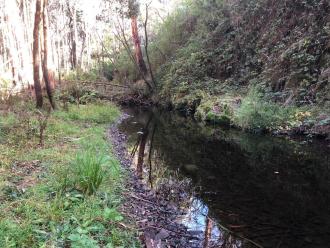 Big tree looking upstream