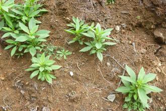 Weed plant at the Falls Reserve Frontage Rd since logging