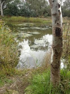 Waterwatch testing site. Azolla has been washed away, water ribbons visible