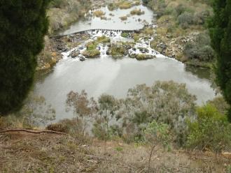 Photo showing increased water flow over Buckley Falls weir. today. View framed by two indigenous cypress trees (Callitris glaucophylla). Small shrub just right in foreground is the local Pimelea (rice flower) species, not yet in bud/flower.