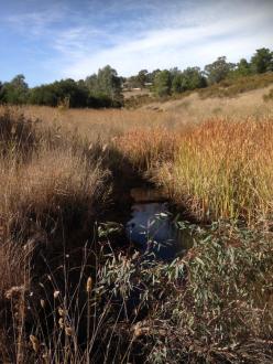 looking upstream