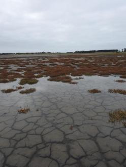Recent rain now covering dry lake bed