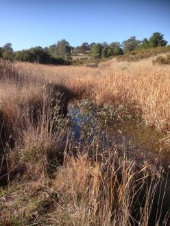 looking upstream