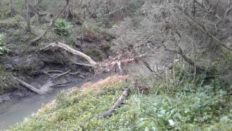 Litter caught on fallen branches