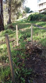 Stony Creek bank, flood debris