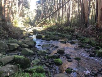 Upstream from Big Tree
