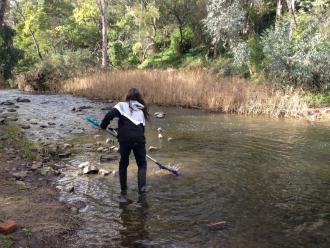 Merri Creek waterbig sampling, mid flow amount