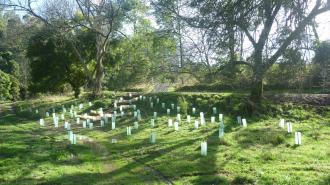 Recent picture of Boolarra South Landcare reveg project July National Tree Day