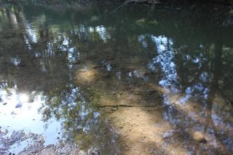 Very clear water today, despite the rain this past week.