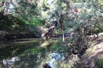 Little in the overhanging branches