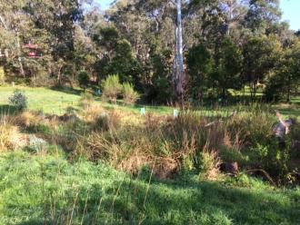 Lots of Juncus and a good variety of wetland plants.