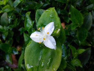 Wandering Creeper Trad in flower