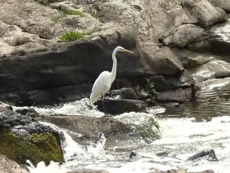 Greater egret opposite old paper mill