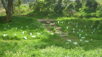 Damage to plantings at Apex Park (stakes removed and stolen).