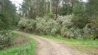 Plants blossoming in abundance at the Falls Reserve, Frontage Road.