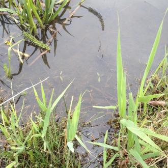 The edge of the lake where the sample was taken