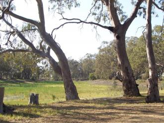 midst of millenium drought. Creek bed has grown grass