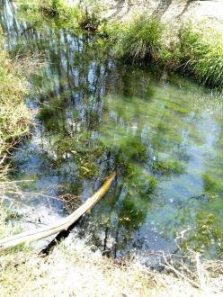 Unusual for this site, quite thick alagal type weed growth