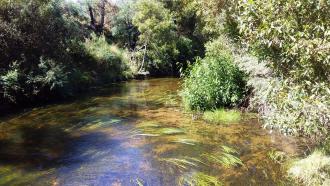 Looking Downstream Jan2019