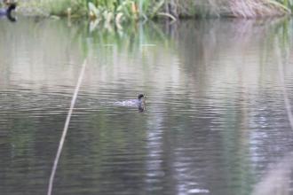 Australasian Grebe possibly nest-building