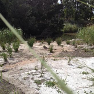 Replanting done on the reinstated bank of the creek near the inlet to the wetlands