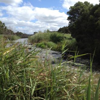 Looking upstream at the reinstated part of the creek near the inlet to the wetlands