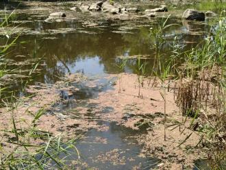 WW testing site. Rocls exposed.  Azolla building up. Scum visible in foreground which is close to drainage line.