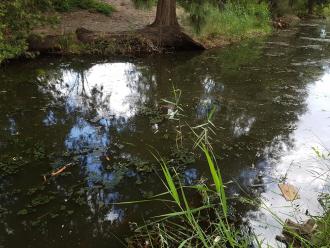 Photo of possible algae floating in the creek.