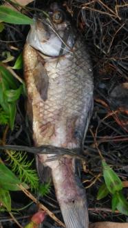 this little fish was on the bank 20cms from the water edge of the 20metre pool at Doggetts Bridge