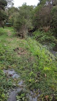 Looking upstream past site