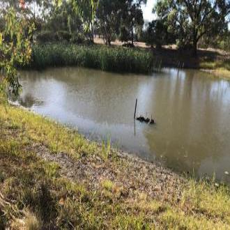Lots of reeds growing in the centre of the billabong