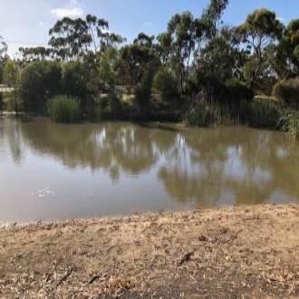 The billabong is quite low but still healthy
