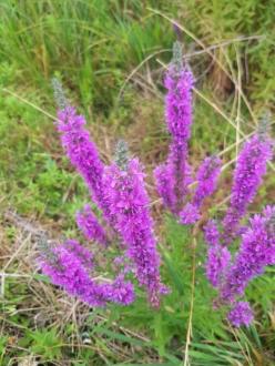 Lythrum salicaria in bloom around Birch's Creek, Andersons Mill