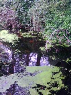 Azolla bloom