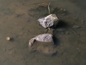 Darebin Creek - water clarity under Murry Road bridge