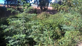 Blackberries and young wattles