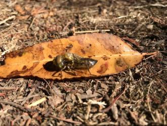 This was an unusual dragonfly find. At first I thought it was just a skin. Its wings looked developed but unfurled.