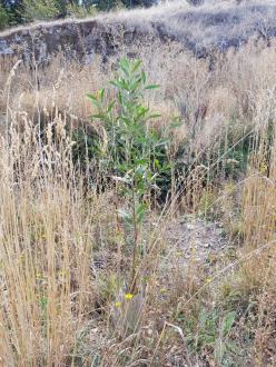 A flourishing Blackwood from last year's planting project