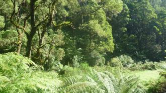 Vegetation at Jacksons'Flat area a few km's upstream.