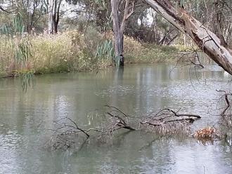 Murray River Billabong Mildura