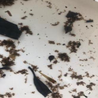 mosquito fish