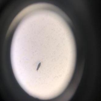 unsure what it is x60 mag