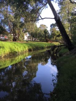 Darebin creek looking upstream