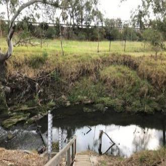 Riparian vegetation